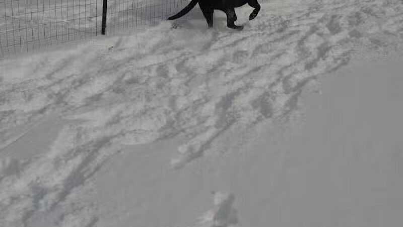 Ruff Run Dog Park - North Canton, OH