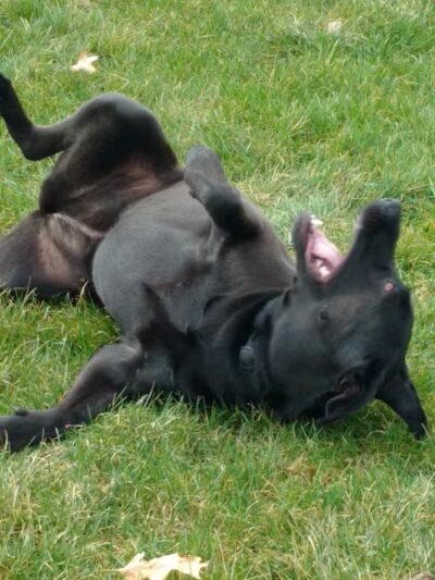 Ruff Run Dog Park - North Canton, OH