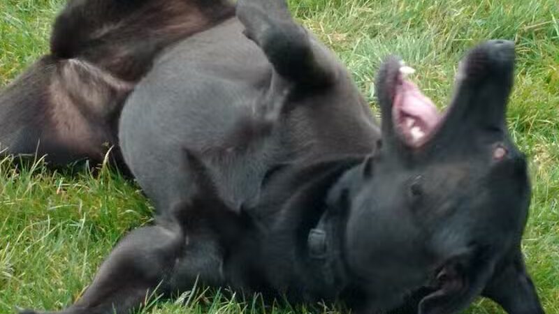 Ruff Run Dog Park - North Canton, OH