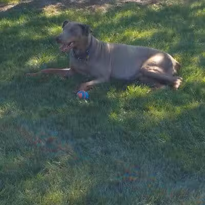 Ruff Run Dog Park - North Canton, OH