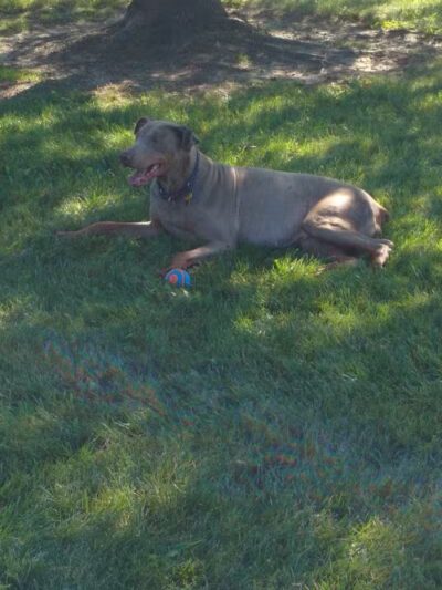 Ruff Run Dog Park - North Canton, OH