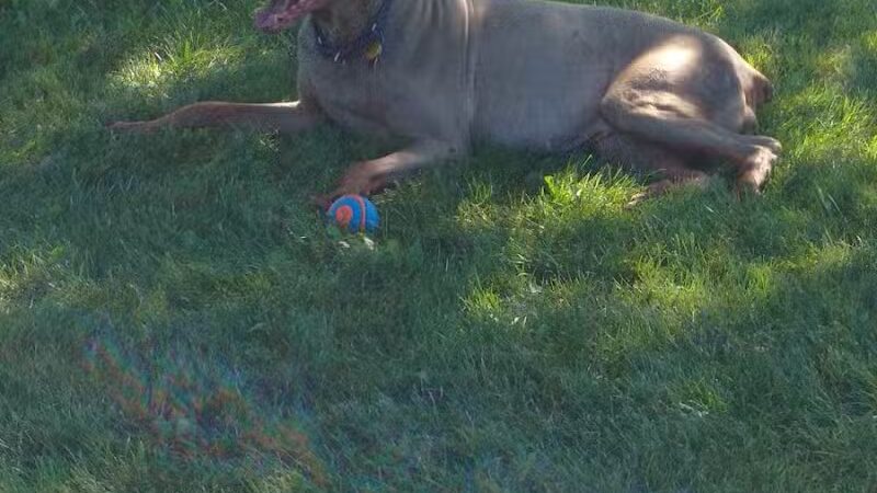 Ruff Run Dog Park - North Canton, OH