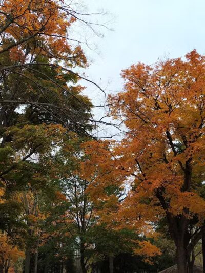 North Olmsted Community Park - North Olmsted, OH