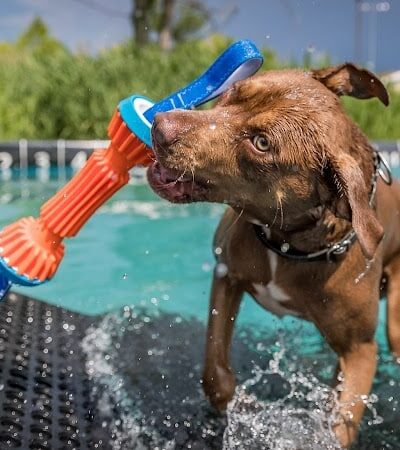 Canine Superheroes - North Ridgeville, OH