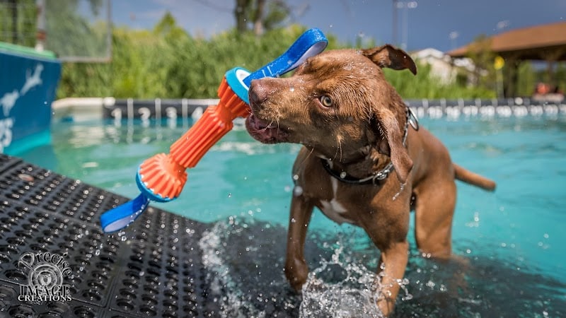 Canine Superheroes - North Ridgeville, OH
