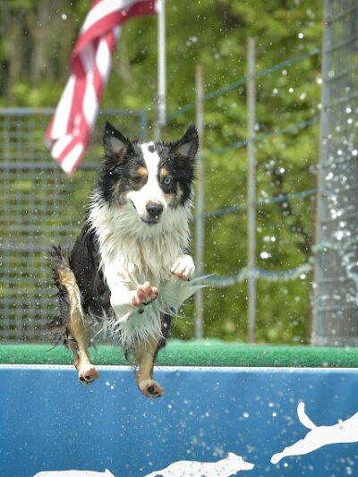 Canine Superheroes - North Ridgeville, OH