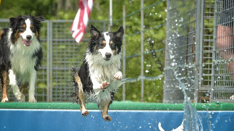 Canine Superheroes - North Ridgeville, OH