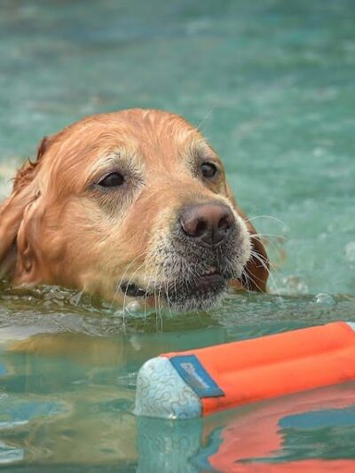 Canine Superheroes - North Ridgeville, OH