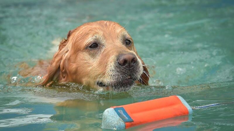 Canine Superheroes - North Ridgeville, OH
