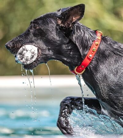 Canine Superheroes - North Ridgeville, OH