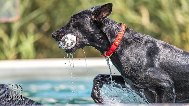 Canine Superheroes - North Ridgeville, OH