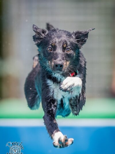 Canine Superheroes - North Ridgeville, OH