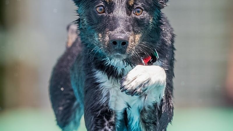 Canine Superheroes - North Ridgeville, OH