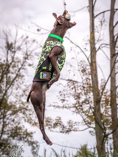 Canine Superheroes - North Ridgeville, OH