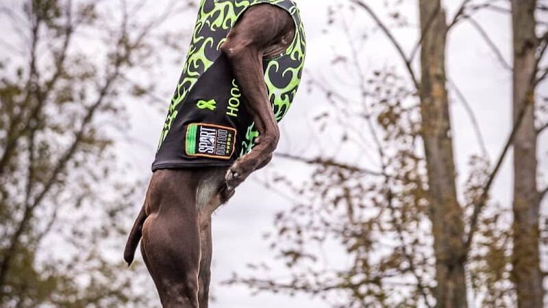 Canine Superheroes - North Ridgeville, OH