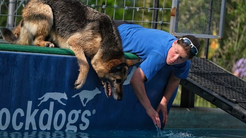 Canine Superheroes - North Ridgeville, OH