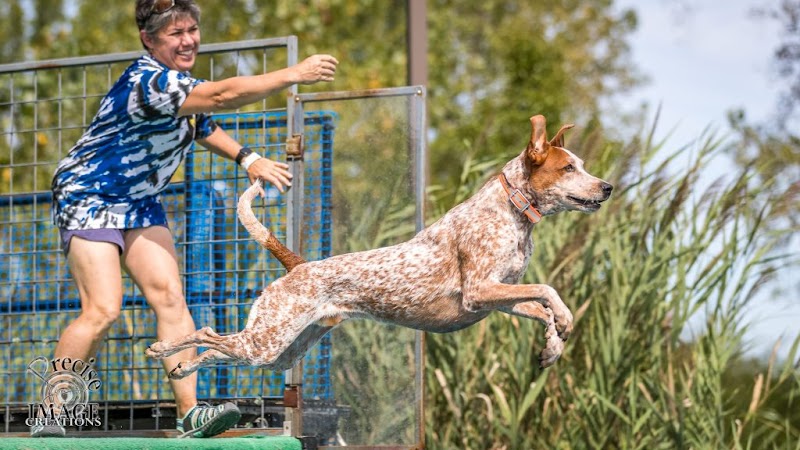 Canine Superheroes - North Ridgeville, OH