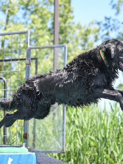 Canine Superheroes - North Ridgeville, OH