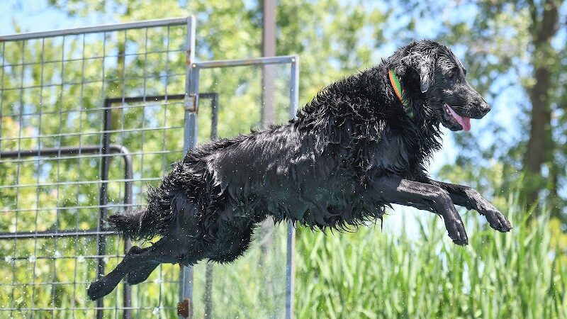 Canine Superheroes - North Ridgeville, OH