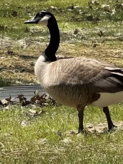 Memorial Park - North Royalton, OH