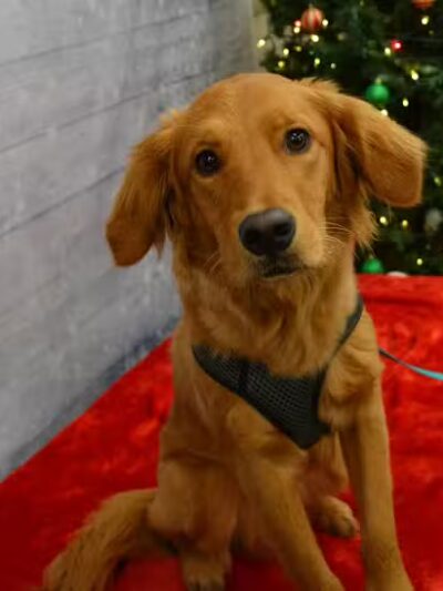 The Natural Pet Self Serve Dog Wash - North Royalton, OH