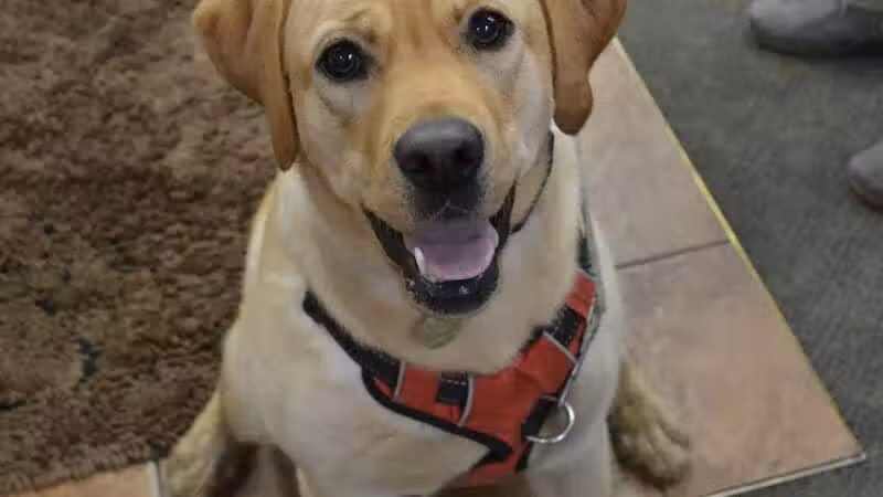 The Natural Pet Self Serve Dog Wash - North Royalton, OH