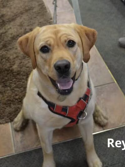 The Natural Pet Self Serve Dog Wash - North Royalton, OH