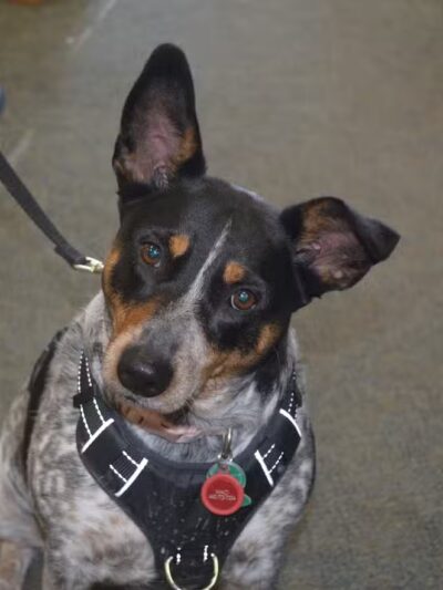 The Natural Pet Self Serve Dog Wash - North Royalton, OH