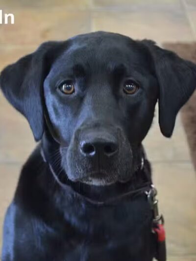 The Natural Pet Self Serve Dog Wash - North Royalton, OH