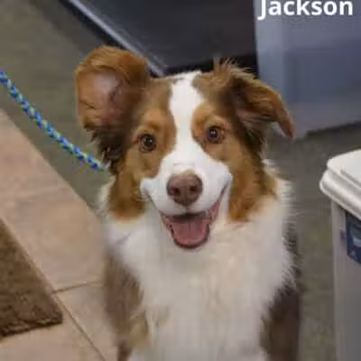 The Natural Pet Self Serve Dog Wash - North Royalton, OH