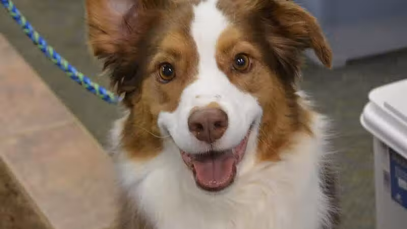 The Natural Pet Self Serve Dog Wash - North Royalton, OH