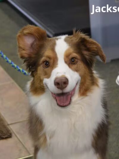 The Natural Pet Self Serve Dog Wash - North Royalton, OH