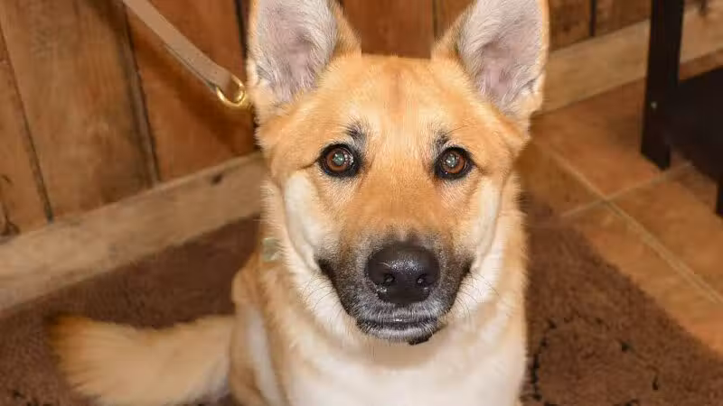 The Natural Pet Self Serve Dog Wash - North Royalton, OH