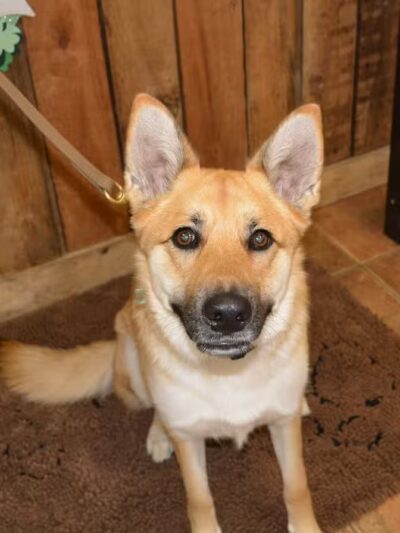 The Natural Pet Self Serve Dog Wash - North Royalton, OH