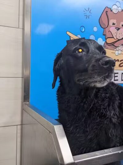 The Natural Pet Self Serve Dog Wash - North Royalton, OH