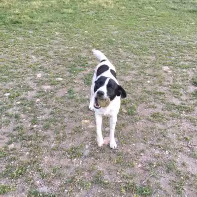 Northfield Dog Park - Northfield, MN