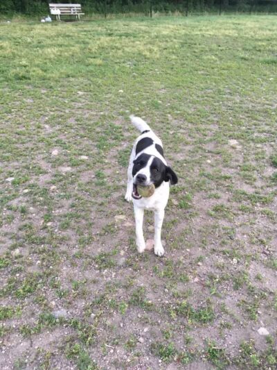 Northfield Dog Park - Northfield, MN