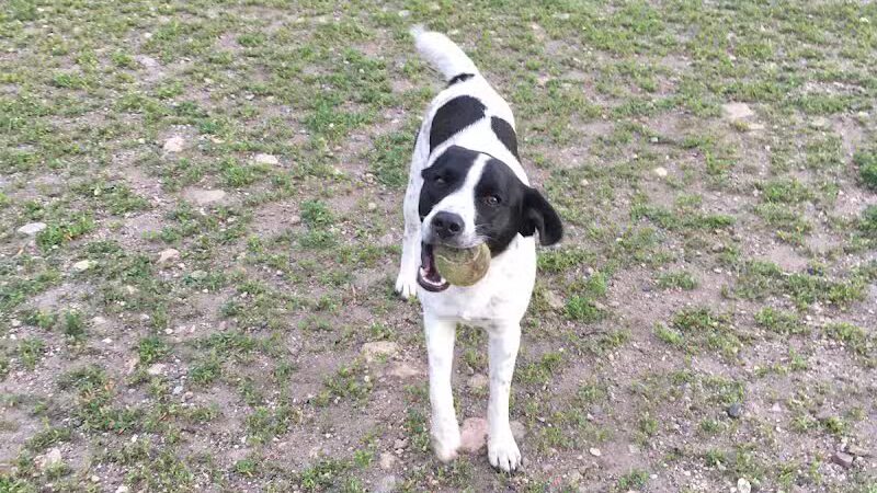 Northfield Dog Park - Northfield, MN