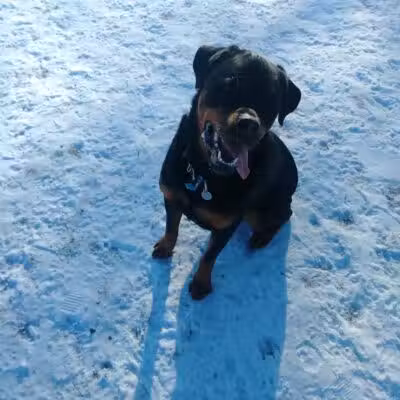 Northfield Dog Park - Northfield, MN