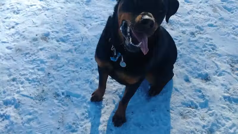 Northfield Dog Park - Northfield, MN