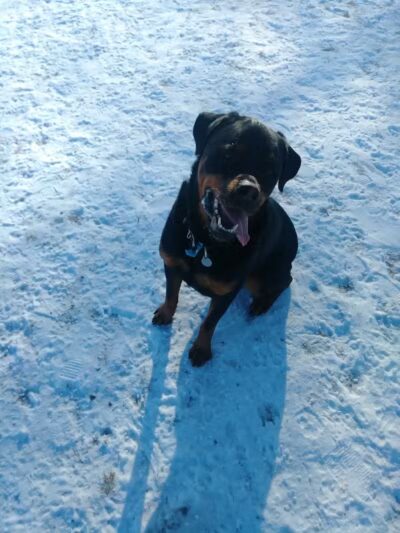 Northfield Dog Park - Northfield, MN