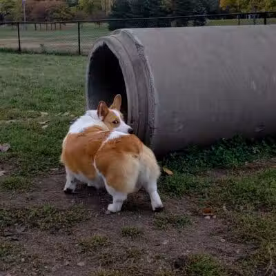Northfield Dog Park - Northfield, MN