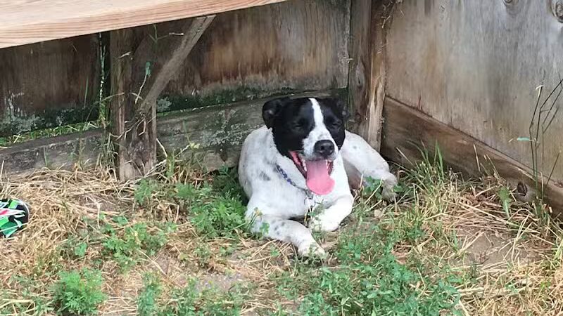 Northfield Dog Park - Northfield, MN