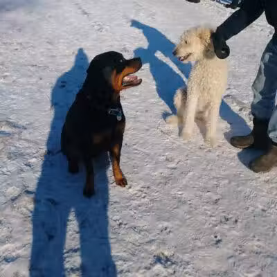Northfield Dog Park - Northfield, MN