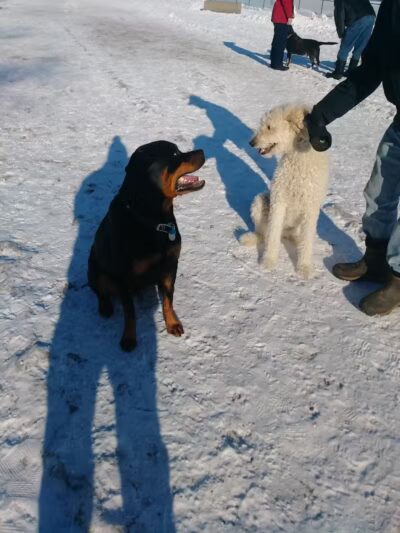 Northfield Dog Park - Northfield, MN