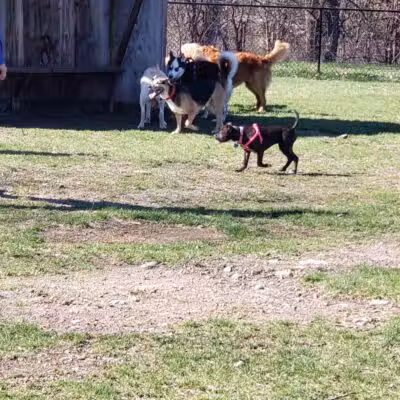 Northfield Dog Park - Northfield, MN