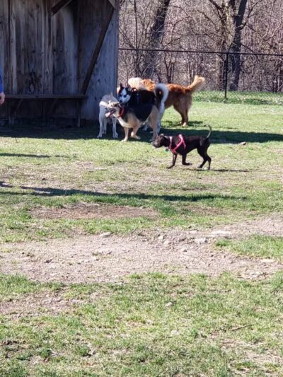 Northfield Dog Park - Northfield, MN