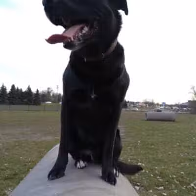 Northfield Dog Park - Northfield, MN