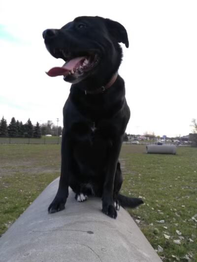 Northfield Dog Park - Northfield, MN