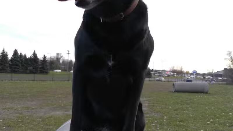 Northfield Dog Park - Northfield, MN